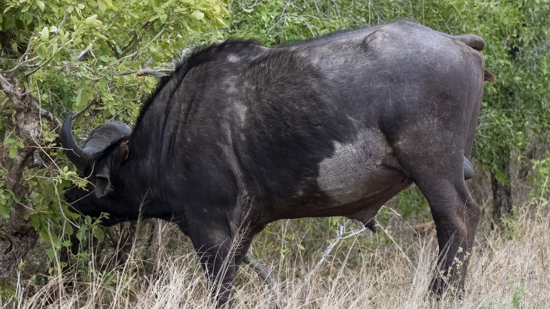 Kruger25 2025 10 28 13 57 11 ILCE 9M3 482